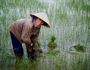 Tư vấn chuyên môn canh tác